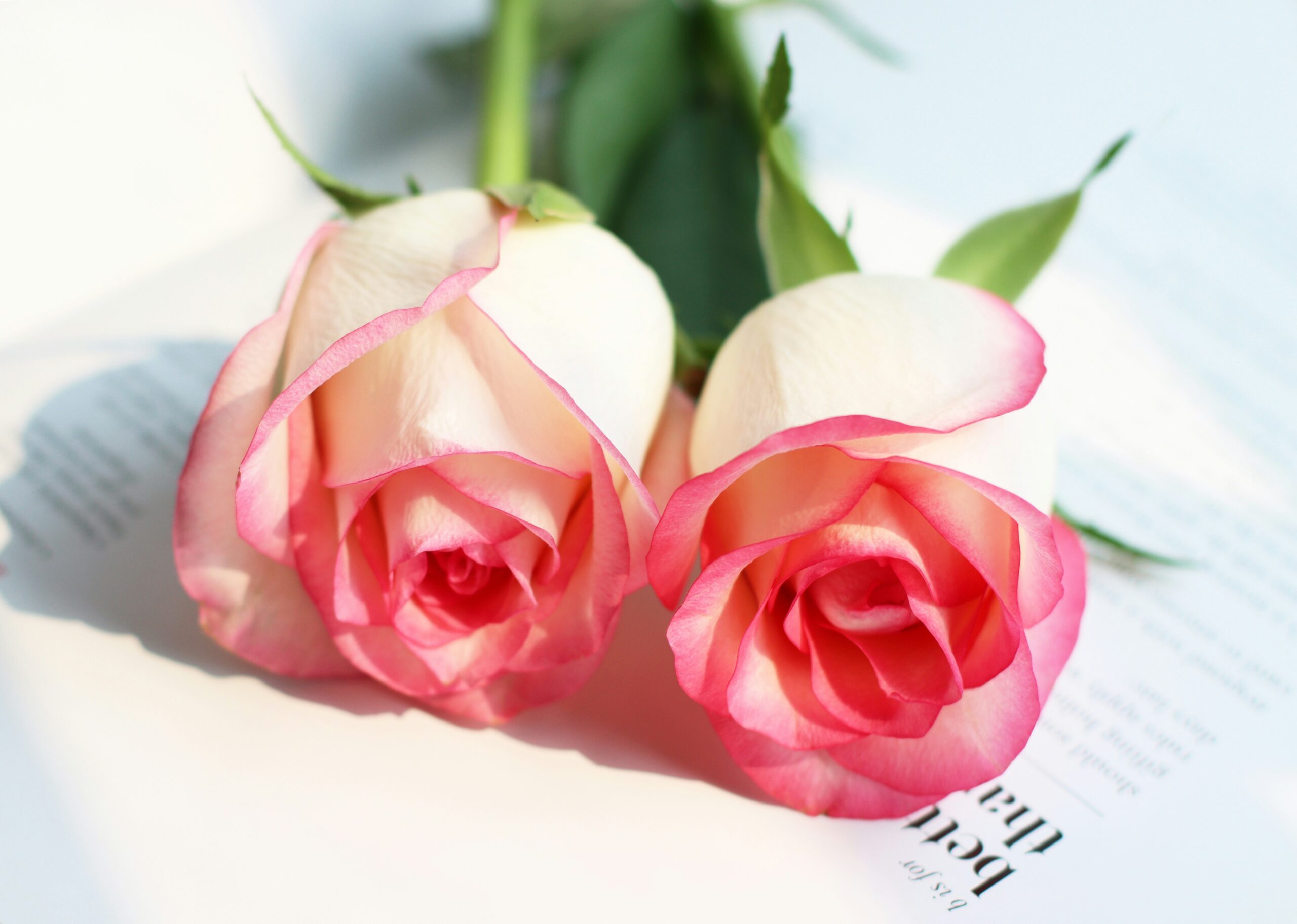 Lovely Roses: Bringing Up The Era of Preserved Flowers